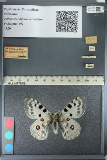 Media type: image;   Entomology 175341